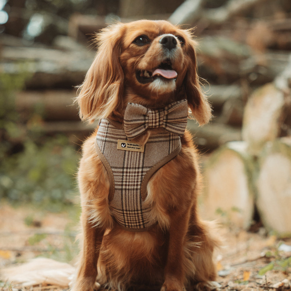 Winshine Luxury Tweed Set – Sele, Koppel, Halsband & Mer